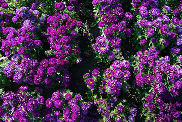 Obraz premium Purple asters bushes in the park. Selective focus on a beautiful bush of blooming flowers and green leaves under sunlight in summer. 