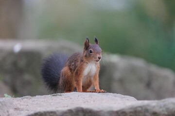 Naklejka na ściany i meble Closeup shot of the brown squirrel sitting on the stone