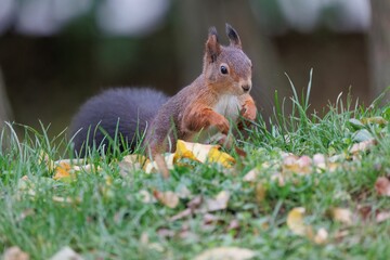 Closeup shot of the brown squirrel sitting on green grass and eating nuts