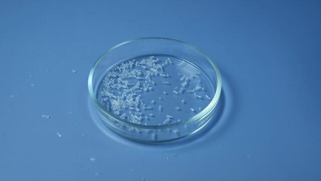 Oblong white crystalline granules fall in Petri dish. Ribotide, mix E627 and E631. Flavor enhancer. Laboratory study of food additives. Chemical substance white color.