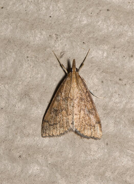 Celery Leaftier Moth (Udea rubigalis) on a wall. Species is of the Crambidae family found in the Americas, and considered an agricultural pest.