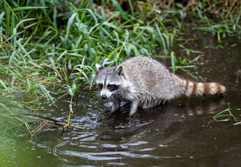 raccoon on the water