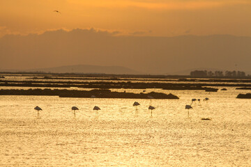 pink flamingos and sunset on the beach