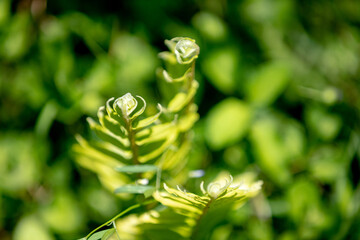 close up of fern