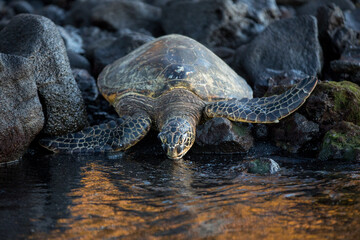 Sea Turtle returning to ocean in Hawaii