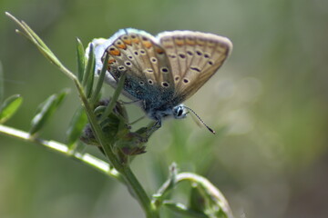 Common blue butterfly (Polyommatus icarus)
