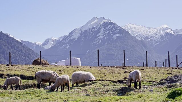 A group of white woolen sheep and lambs, with black heads, grazing in a green meadow, with a blue lake and snowy mountains in the background