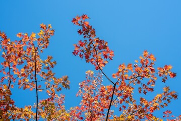 Beautiful shot of red leaves growing on a tree on a sunny day