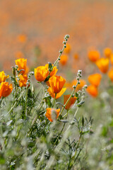 California poppies, Eschscholzia californica ssp mexicana, also known as Mexican gold poppies. A wildflower super bloom in the Sonoran Desert, March of 2023. Flowers in the Arizona desert by Tucson. 