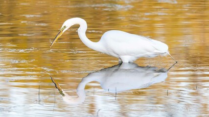 Great Egret feeding