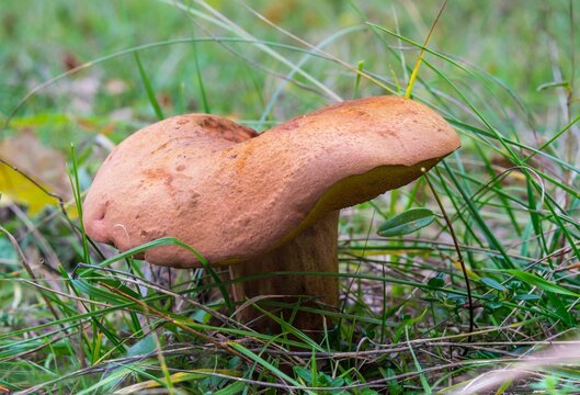 Closeup shot of the suillellus luridus edible wild mushroom