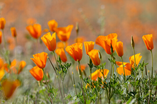 California poppies, Eschscholzia californica ssp mexicana, also known as Mexican gold poppies. A wildflower super bloom in the Sonoran Desert, March of 2023. Flowers in the Arizona desert by Tucson. 