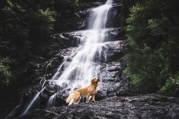Golden Retriever vor Wasserfall