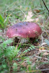 Purple brittlegill (Russula atropurpurea) edible wild mushroom
