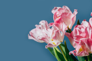 Bunch of Parrot Style Tulips