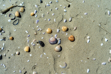 shells