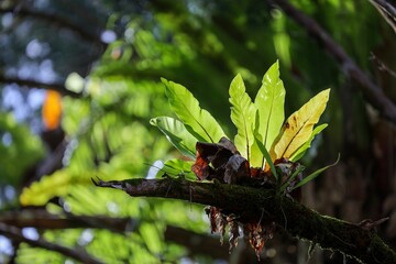 Closeup of green fern leaves on a mossy tree branch in sunlight