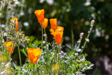 California poppies, Eschscholzia californica ssp mexicana, also known as Mexican gold poppies. A wildflower super bloom in the Sonoran Desert, March of 2023. Flowers in the Arizona desert by Tucson. 