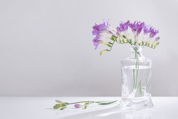 purple freesia in glass vase on white background