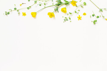 yellow wild  flowers  on white background