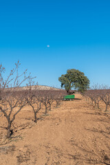 Fototapeta premium View of a tractor between the rows of a fruit field in Andalucia (Spain)