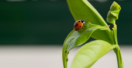Ecological pest control: ladybug (Coccinella septempunctata) hunting and eating aphids on the leaf of an orange tree