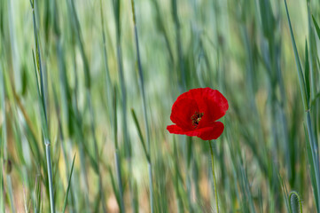 Red poppy among the ears of a green field of wheat