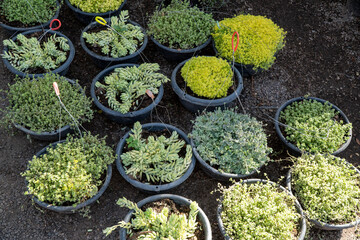 Pots with different ornamental plants