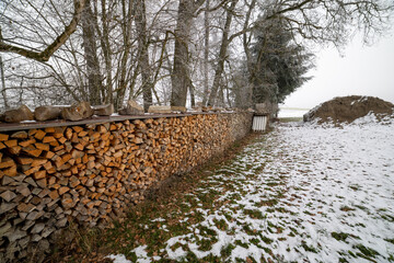 Lots of logs in the winter forest