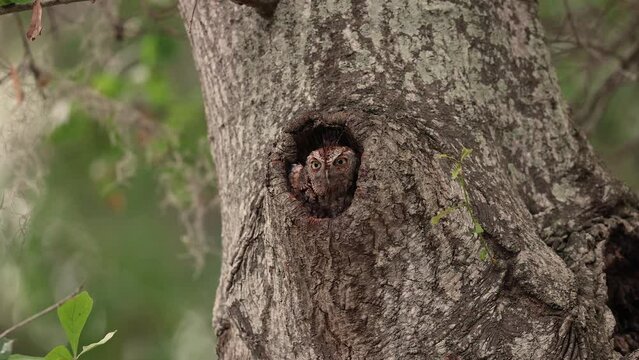 An eastern screech owl in southern Florida 