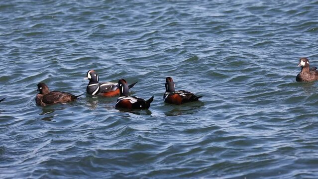 Harlequin Ducks in the Atlantic Ocean