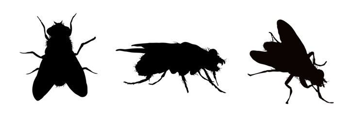 Set of fly silhouettes - vector illustration. Isolated silhouettes of insects © KR Studio