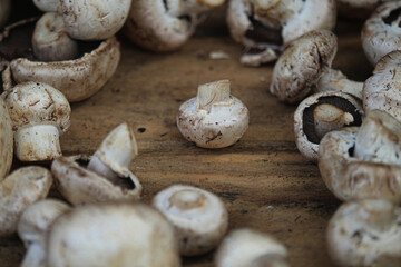 shampignon na banca da feira de produtos organicos.