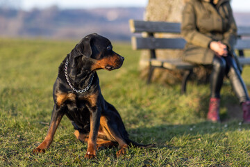A woman rests on a bench next to her Rottweiler in the bright morning light of the sun