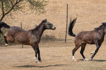 Horse in the camp 50