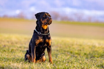 Rottweiler sitting in a field