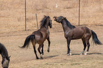 Horse in the camp 43