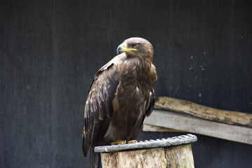 The golden eagle, a majestic bird of prey that dominates the skies with a wingspan that puts many small cars in the shade.
