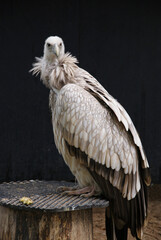 The Egyptian vulture, also known as nature's 