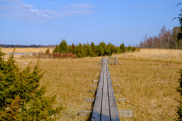 A wooden tourist walkway with juniper trees along the edge. early spring in Latvia.