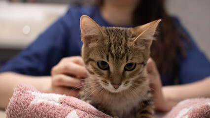 The veterinarian calms down by stroking a small kitten sitting in front of him on the table. A cute little kitten looks around at the veterinary clinic. Kitten visiting the vet for the first time.