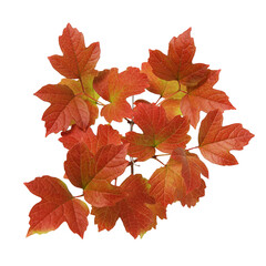 autumn red leaves on cleared background