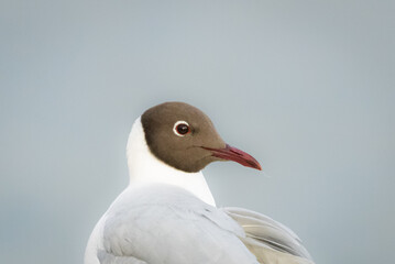 Black-headed gull (Chroicocephalus ridibundus) close-up portrait. Portrait by black-headed gull with water background. Small gull with chocolate-brown head and pale grey body.