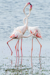 Flamingo on the island of Djerba - Tunisia