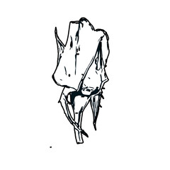 Black and white sketch of a rose bud with transparent background