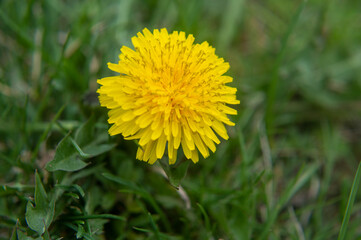 Naklejka premium Closeup of a dandelion flower