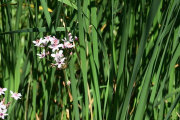Ruisseau de Feu on north shore of montreal
