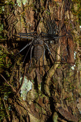 Araña amazónica en árbol