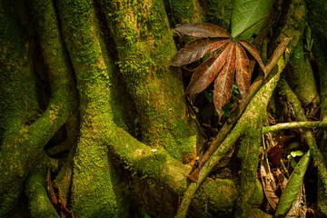 Troncos de madera