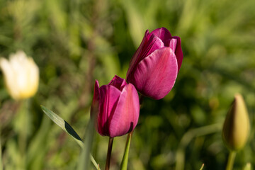 Pink tulip flower plants floral petals photo. Close up blurred background wallpaper, spring gardening ideas, red petal leaf leaves natural